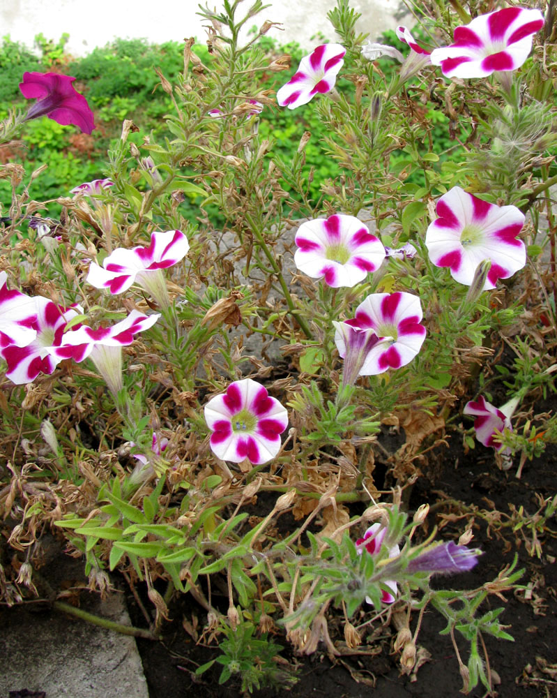 Image of Petunia &times; hybrida specimen.