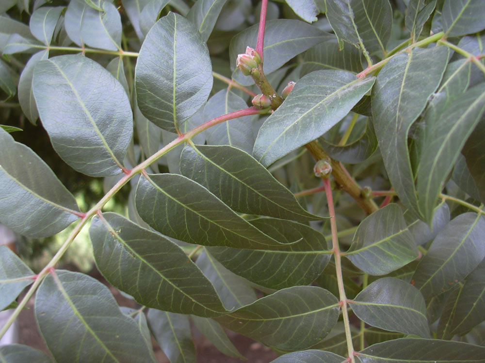 Image of Pistacia atlantica specimen.