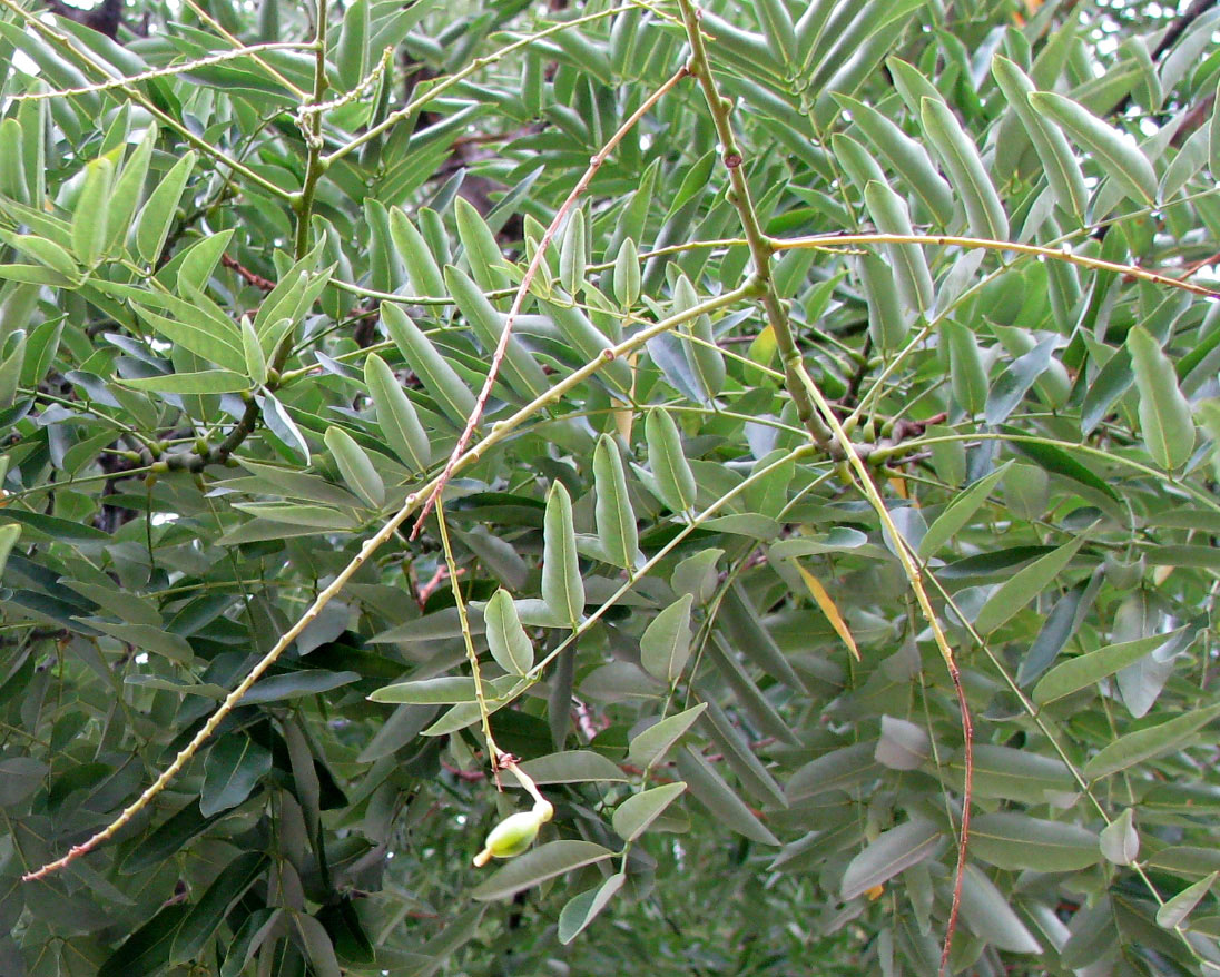 Image of Styphnolobium japonicum specimen.