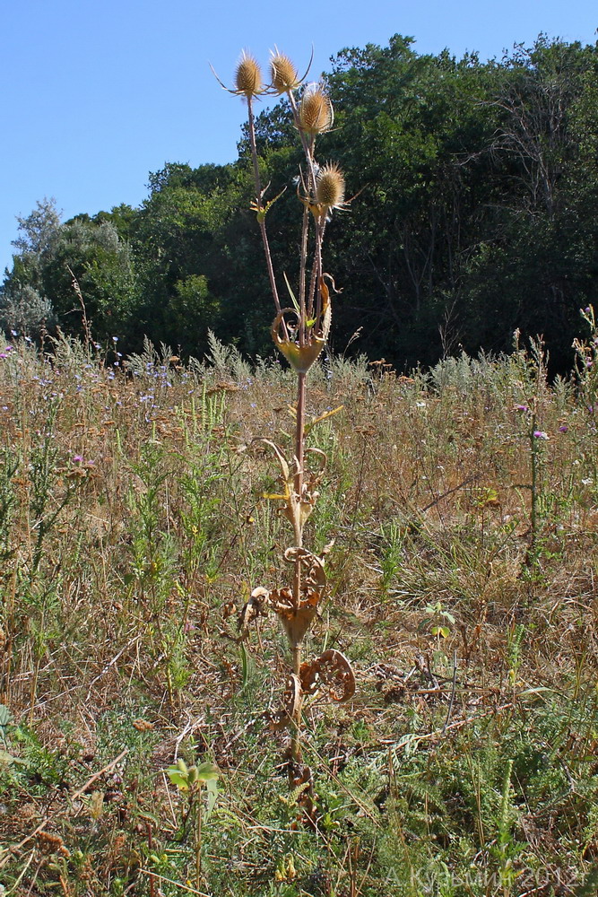 Изображение особи Dipsacus laciniatus.