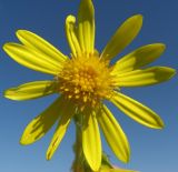 Senecio jacobaea