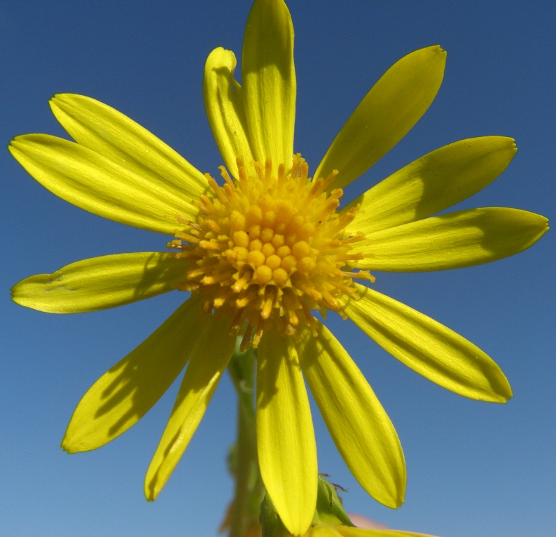 Изображение особи Senecio jacobaea.