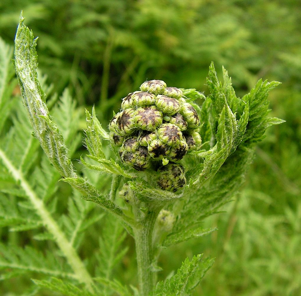 Image of Tanacetum boreale specimen.