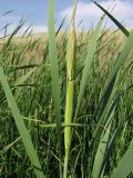 Typha latifolia