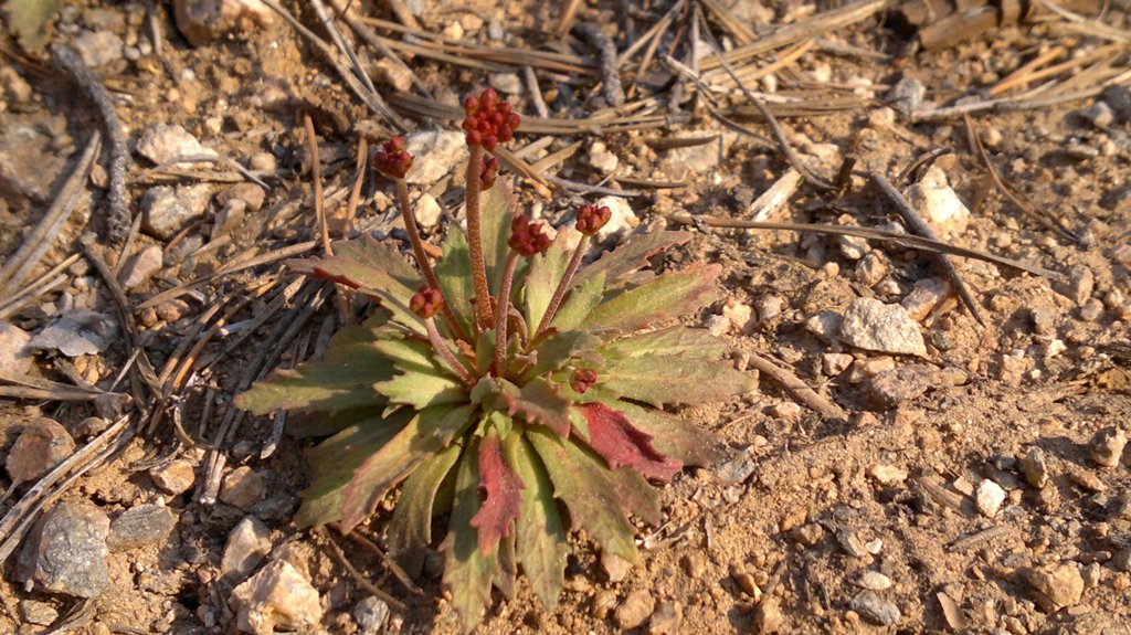 Image of Androsace lactiflora specimen.