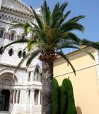 Phoenix canariensis