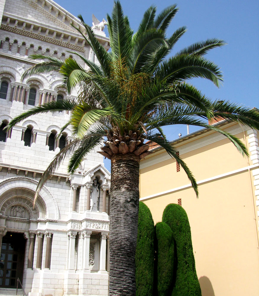 Image of Phoenix canariensis specimen.