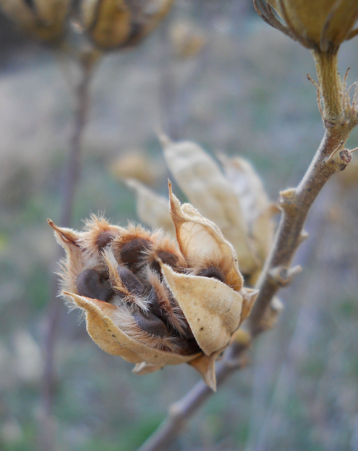 Image of Hibiscus syriacus specimen.