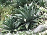 genus Agave