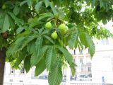 Aesculus hippocastanum. Часть кроны с соплодием. Франция, Рона-Альпы, г. Лион, площадь Беллекур, у памятника Сент-Экзюпери и Маленького принца. 26.06.2012.