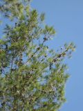 Pinus halepensis. Верхушка дерева с молодыми шишками. Израиль, Северный Негев, лес Лаав. 19.01.2013.