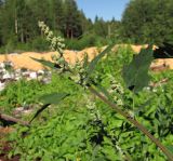 genus Chenopodium. Верхушка цветущего растения. Архангельская обл., Вельский р-н, окр. пос. Усть-Шоноша, свалка. 06.07.2010.