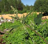 genus Chenopodium