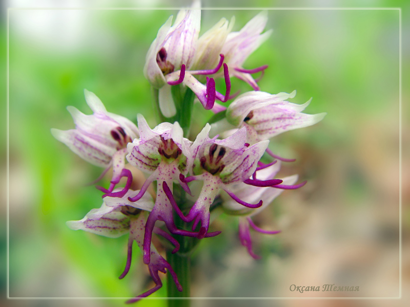 Image of Orchis simia specimen.