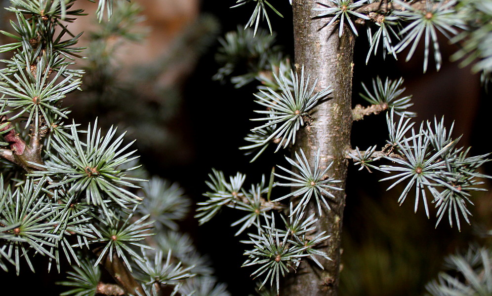 Изображение особи Cedrus libani.