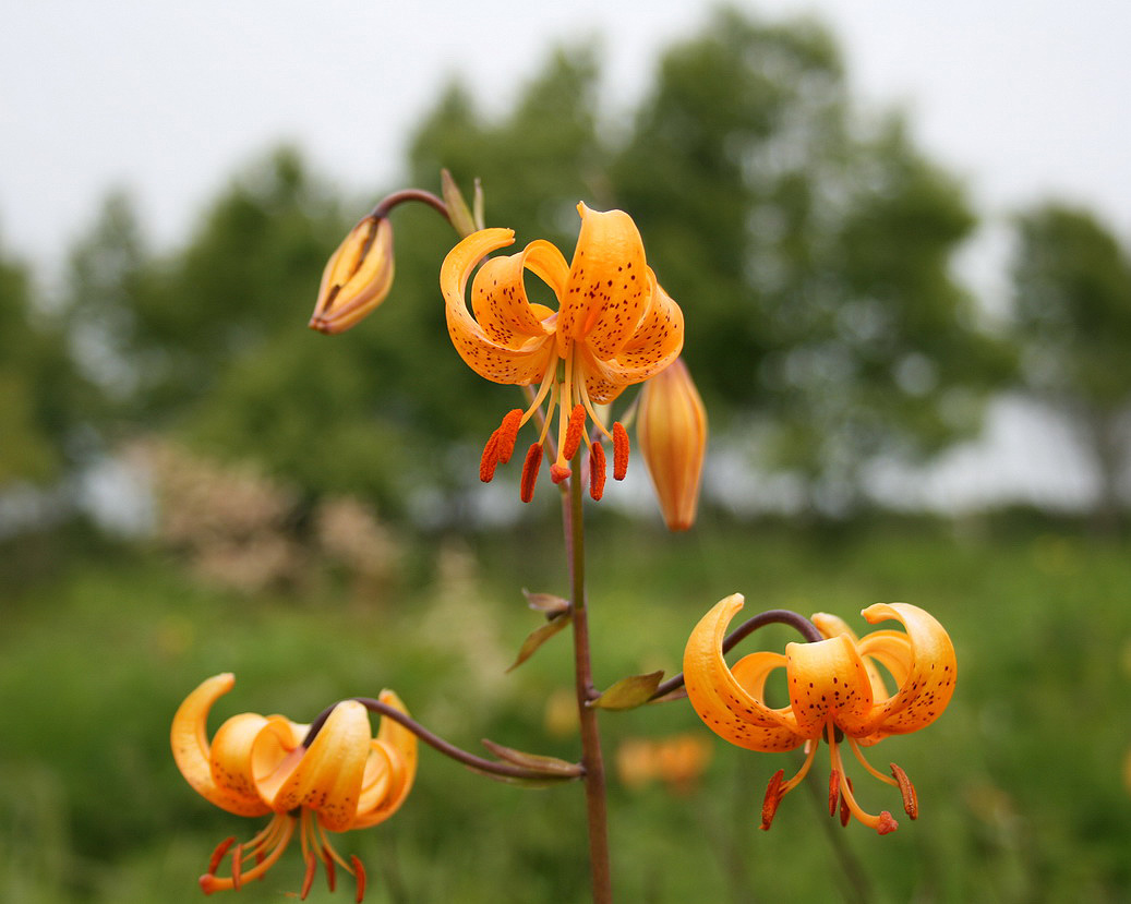 Image of Lilium debile specimen.