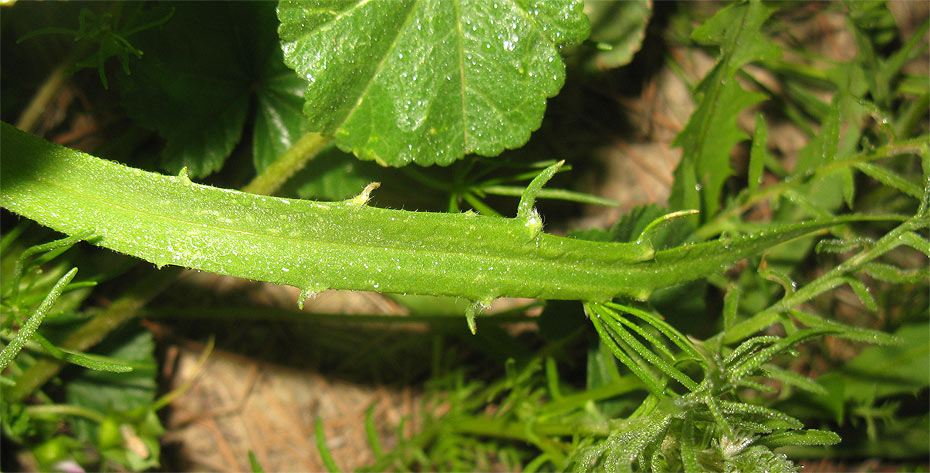 Image of Plantago notata specimen.