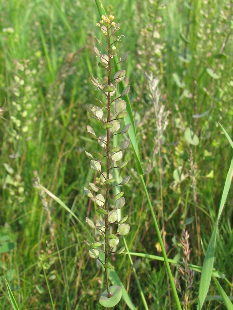 Изображение особи Lepidium perfoliatum.