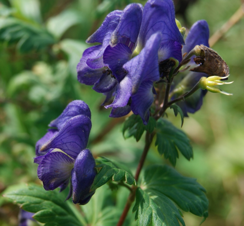 Image of genus Aconitum specimen.