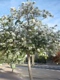 Bauhinia variegata. Цветущее дерево (белоцветковая форма). Израиль, г. Беэр-Шева, городское озеленение. 26.03.2013.