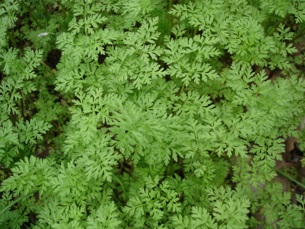 Image of Anthriscus cerefolium specimen.