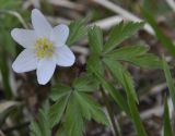 Anemone nemorosa