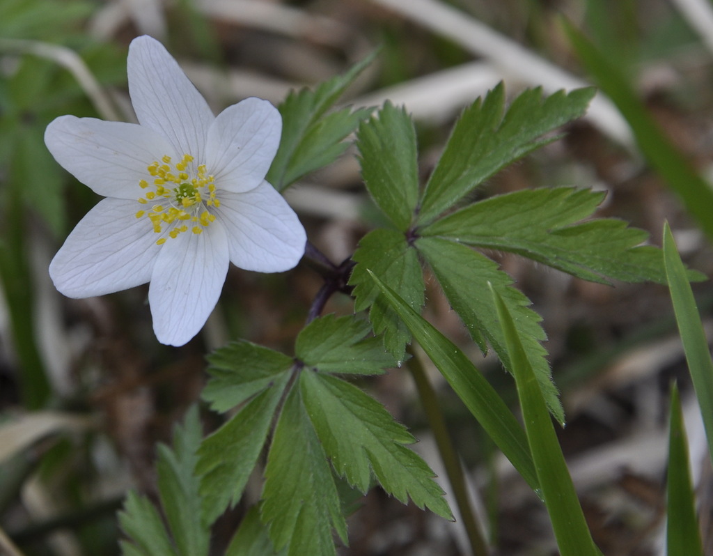 Изображение особи Anemone nemorosa.