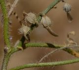Image of taxon representative. Author is Татьяна Мальчинская
