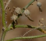 Carrichtera annua. Часть веточки со зрелыми плодами. Израиль, нагорье Негев, окр. киббуца Сде Бокер, подножье северного склона горы. 24.04.2013.