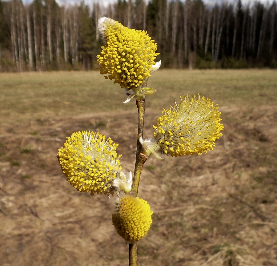 Изображение особи Salix caprea.