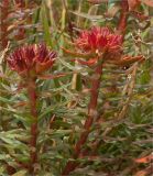 Rhodiola algida