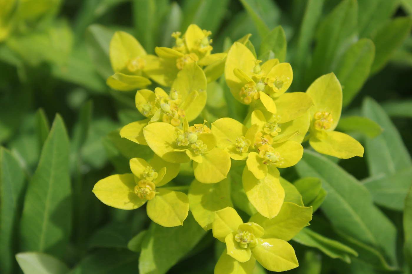 Изображение особи Euphorbia procera.