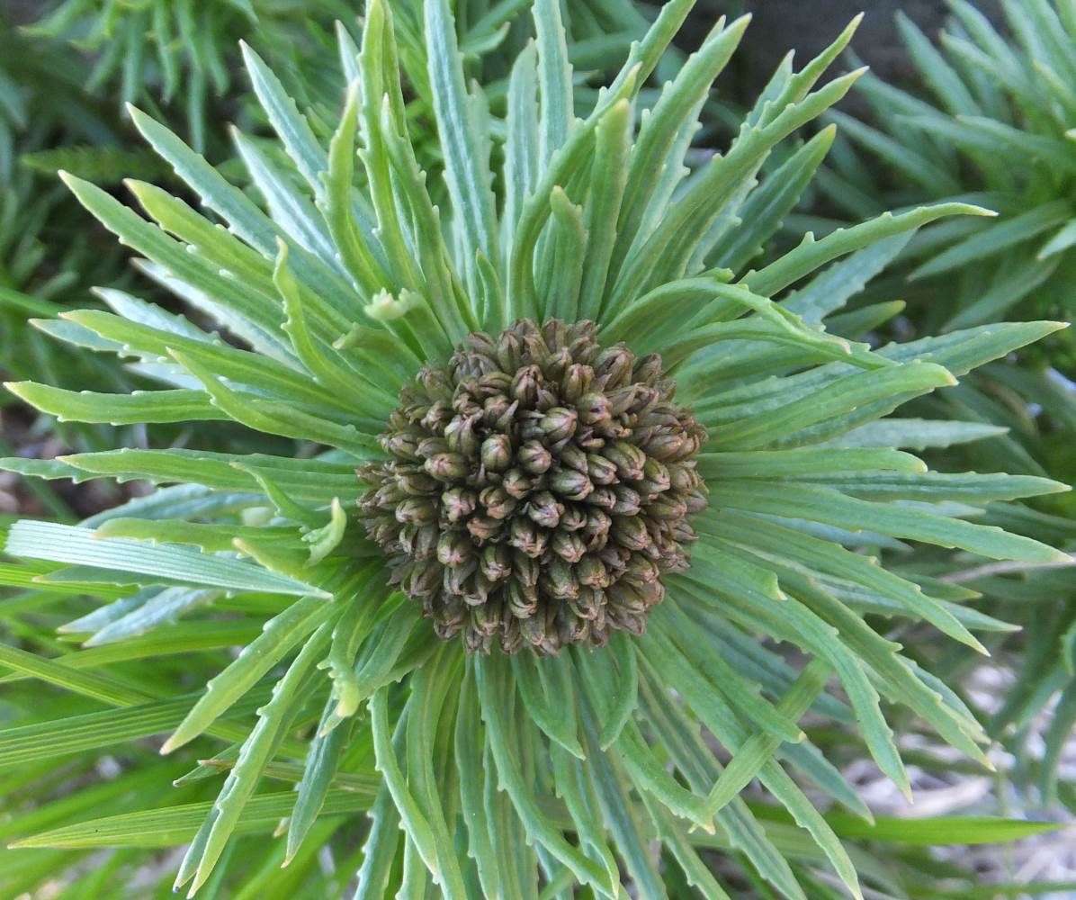 Image of Rhodiola linearifolia specimen.