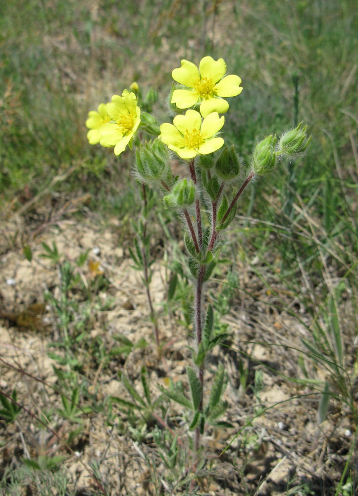 Изображение особи Potentilla callieri.