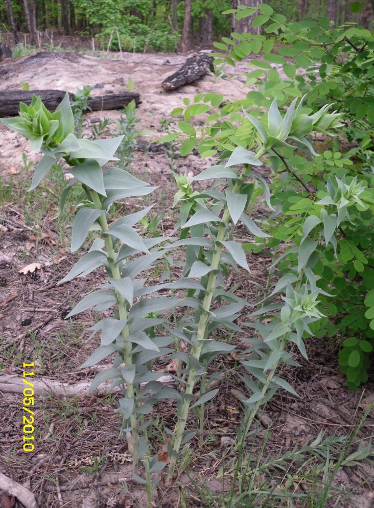 Image of Linaria genistifolia specimen.