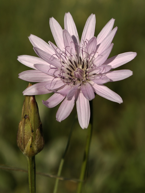 Изображение особи Scorzonera purpurea.