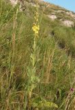 Verbascum phlomoides. Цветущее растение. Крым, Симферополь, Петровские скалы. 14.06.2013.