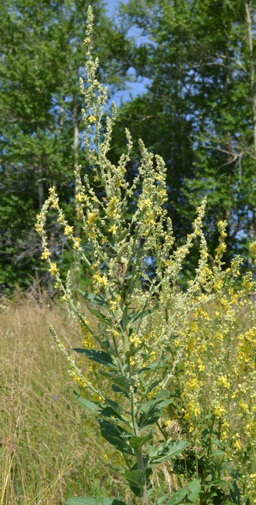 Image of Verbascum lychnitis specimen.