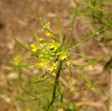Erysimum cheiranthoides. Верхушка цветущего растения. Украина, г. Запорожье, посадка возле оз. Кушугум. 06.07.2013.