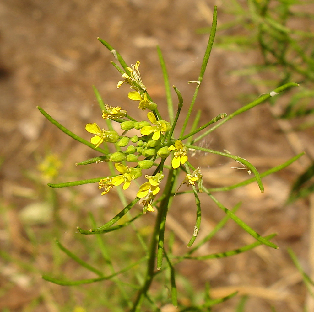 Image of Erysimum cheiranthoides specimen.