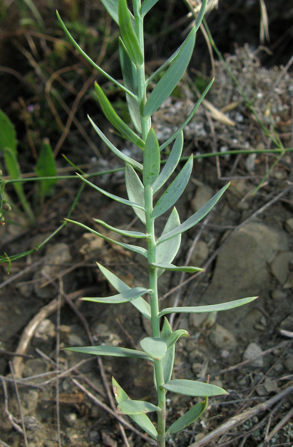 Image of Linaria genistifolia specimen.