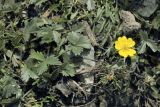 Potentilla gelida. Цветущее растение. Узбекистан, Ташкентская обл., зап. отроги Чаткальского хр., гора Бол. Чимган. 27.07.2013.