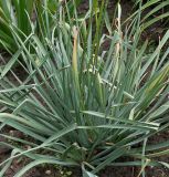 Eremurus stenophyllus