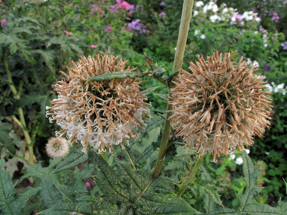 Изображение особи Echinops exaltatus.
