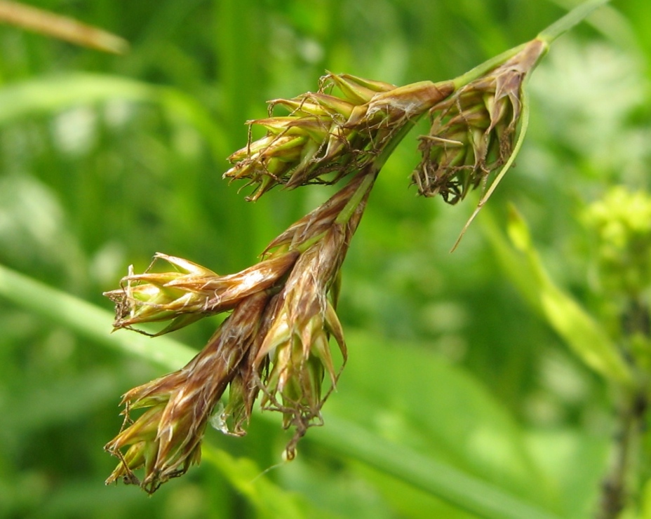 Image of Carex praecox specimen.