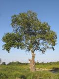 Populus alba