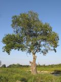 Populus alba. Взрослое дерево. Краснодарский край, окр. г. Крымск, берег р. Адагум. 28.08.2013.