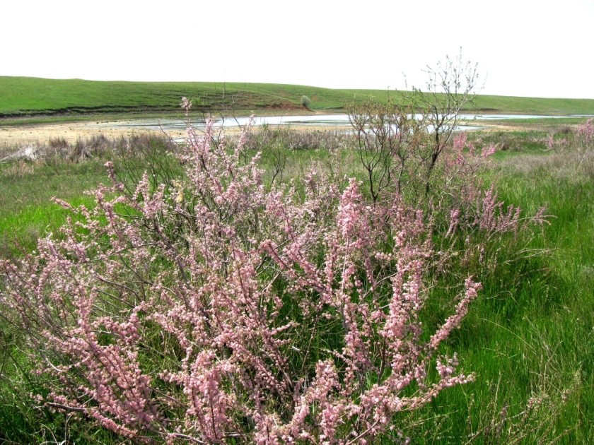 Изображение особи Tamarix gracilis.