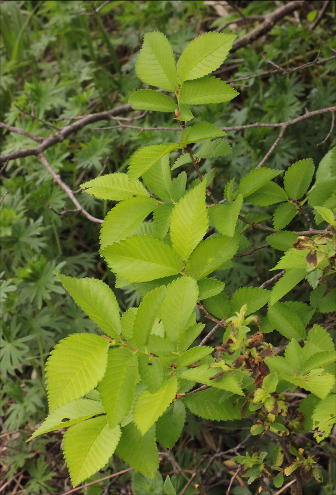 Изображение особи Ulmus minor.