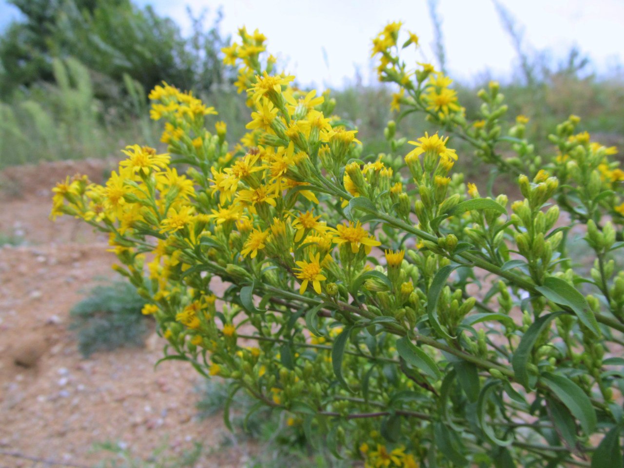 Изображение особи Solidago virgaurea.